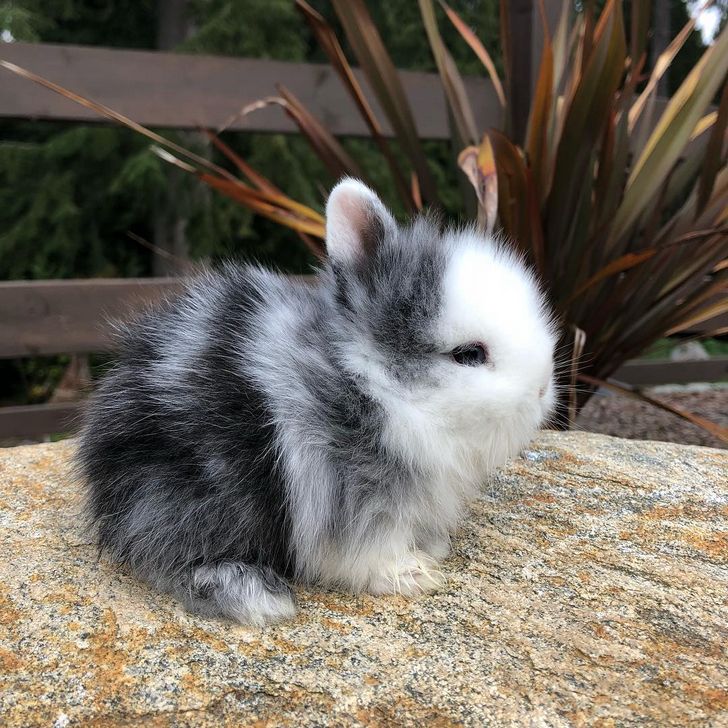 22 Bebes Animaux Trop Adorables Pour Etre Vrais Vonjour
