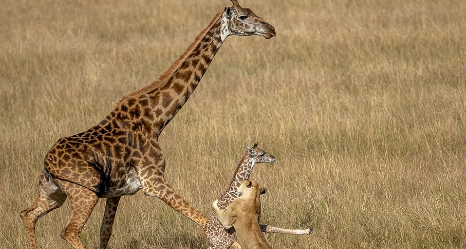 Le Coup De La Girafe.: Des Savants Dans La Savane Ces images d'une girafe désespérée tentant de sauver son petit vont