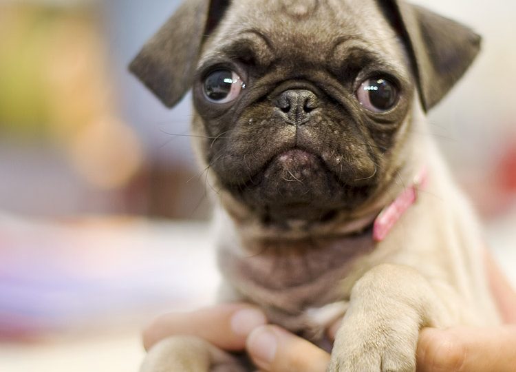 Image result for dogs 750