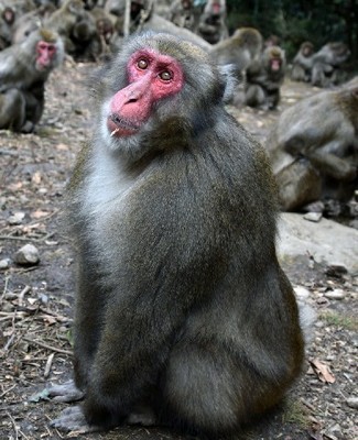 ããµã«ãã¹ãã©ã¤ã­ãã®ç»åæ¤ç´¢çµæ