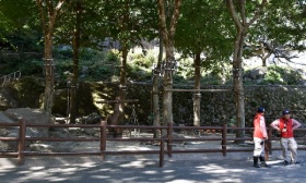 ããµã«ãã¹ãã©ã¤ã­ãã®ç»åæ¤ç´¢çµæ