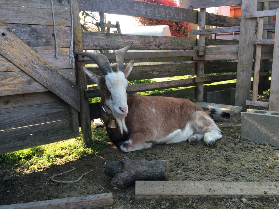 ããªãã©ãã¤ã®ãã®ç»åæ¤ç´¢çµæ