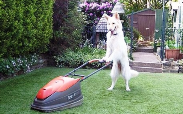 animals who want to work with you