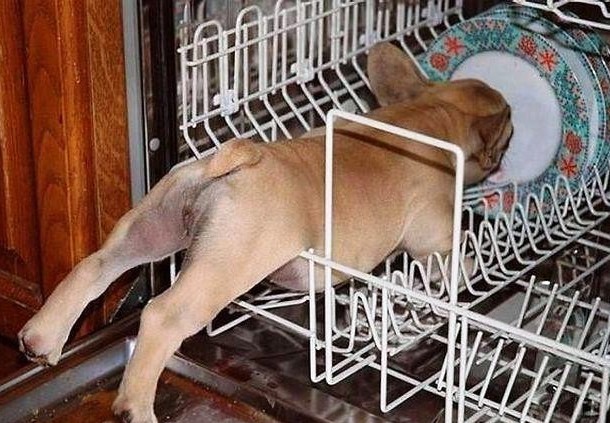 animals stuck in funny places