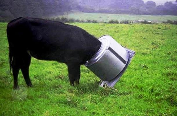 animals stuck in funny places