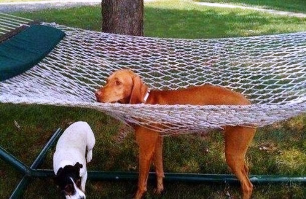 animals stuck in funny places