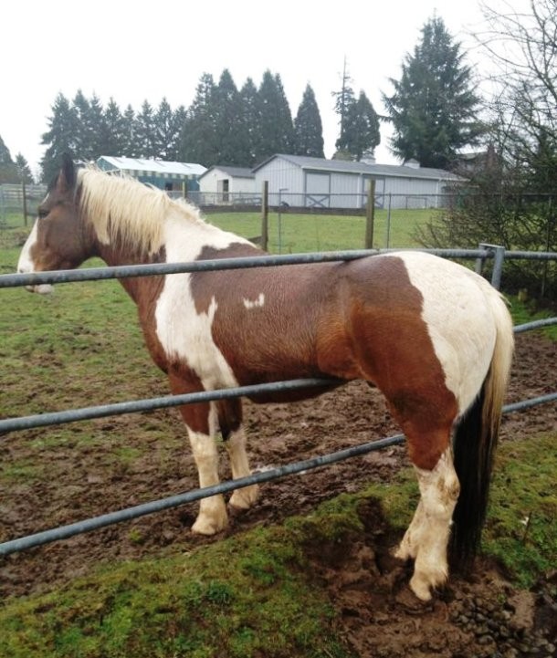 animals stuck in funny places