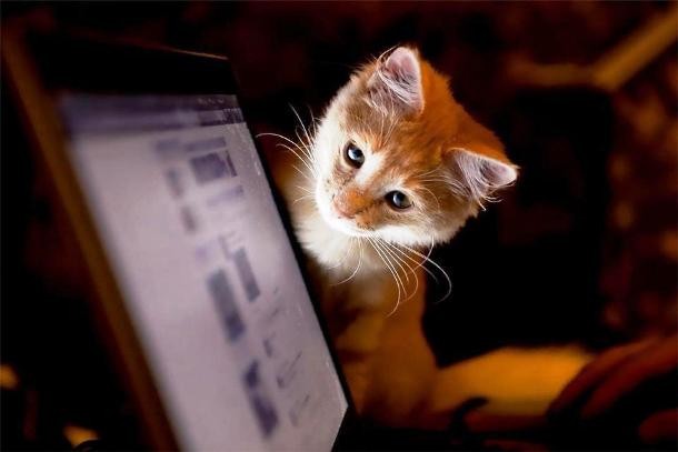 animals who want to work with you