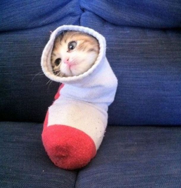 animals stuck in funny places