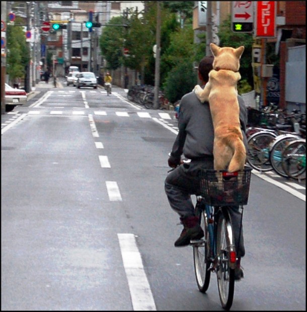 animals who want to work with you