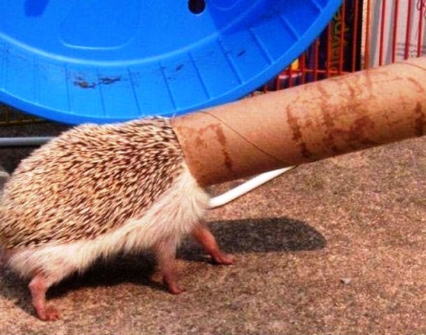 animals stuck in funny places