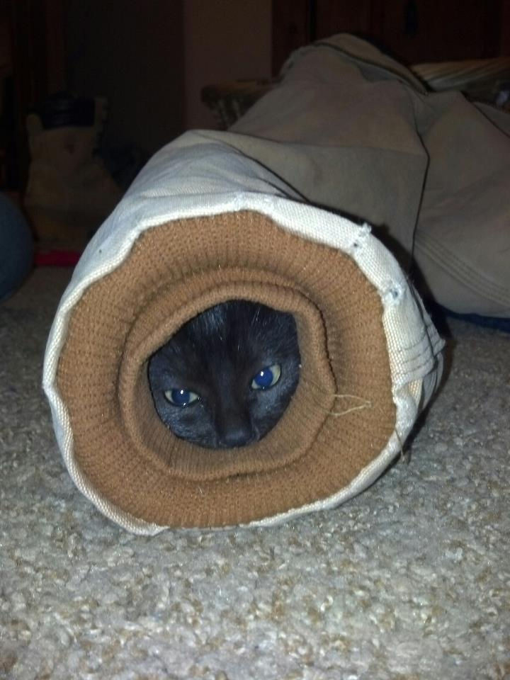 15 Hilariously Curious Cats - "I