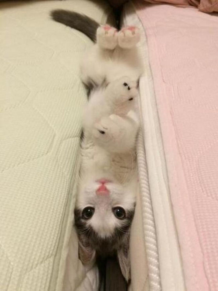 15 Hilariously Curious Cats - "Well, now I