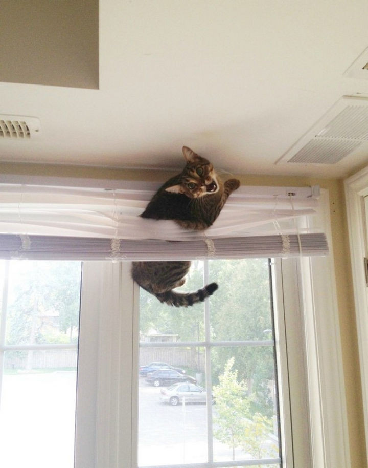 15 Hilariously Curious Cats - "Can