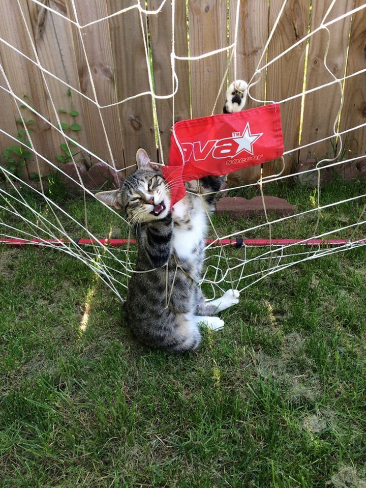 15 Hilariously Curious Cats - "It