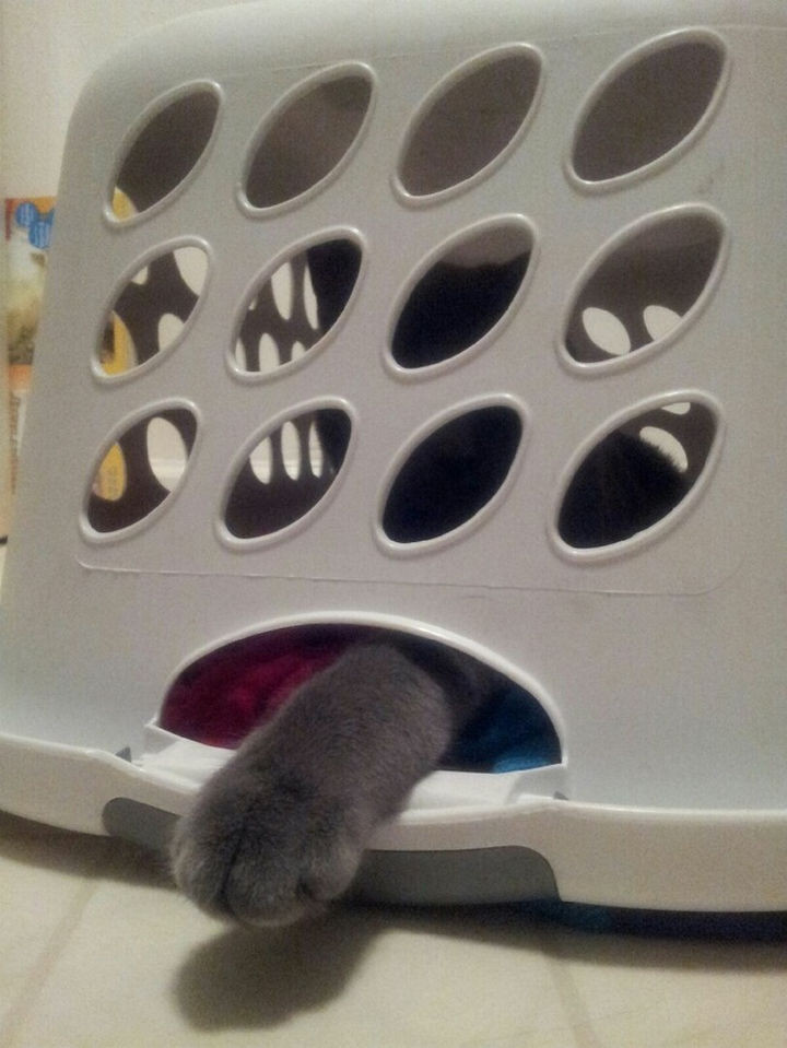 15 Hilariously Curious Cats - "Are the clothes in this laundry basket important to you. Yes? Then let me out!"