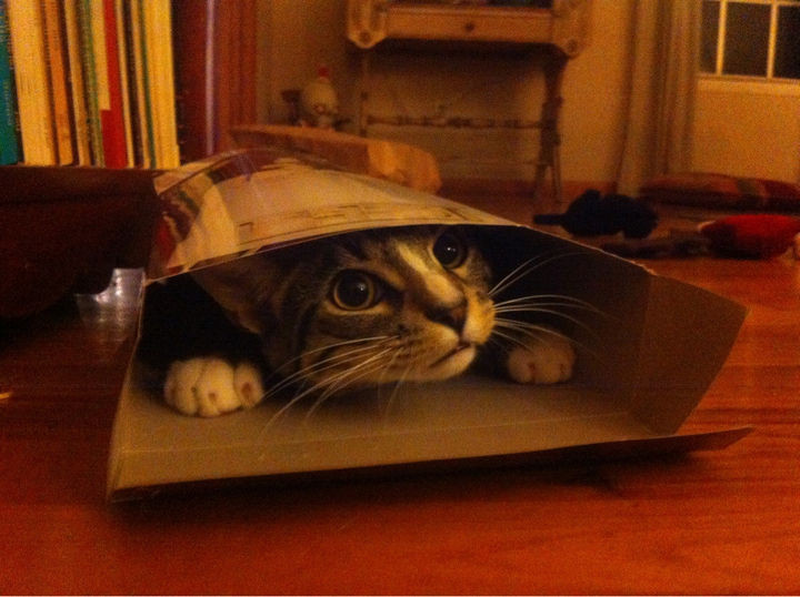 15 Hilariously Curious Cats - "I