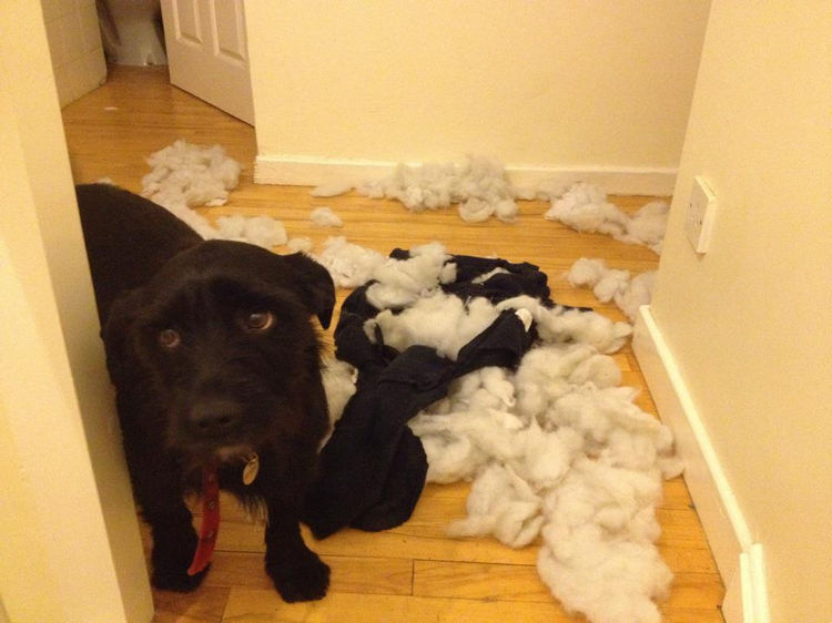 15 Guilty Dogs Who Were Busted! - "Can you find it in your heart to forgive me?"