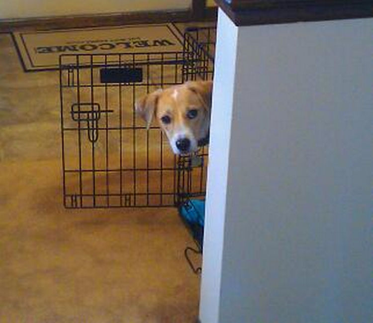 15 Guilty Dogs Who Were Busted! - "I couldn