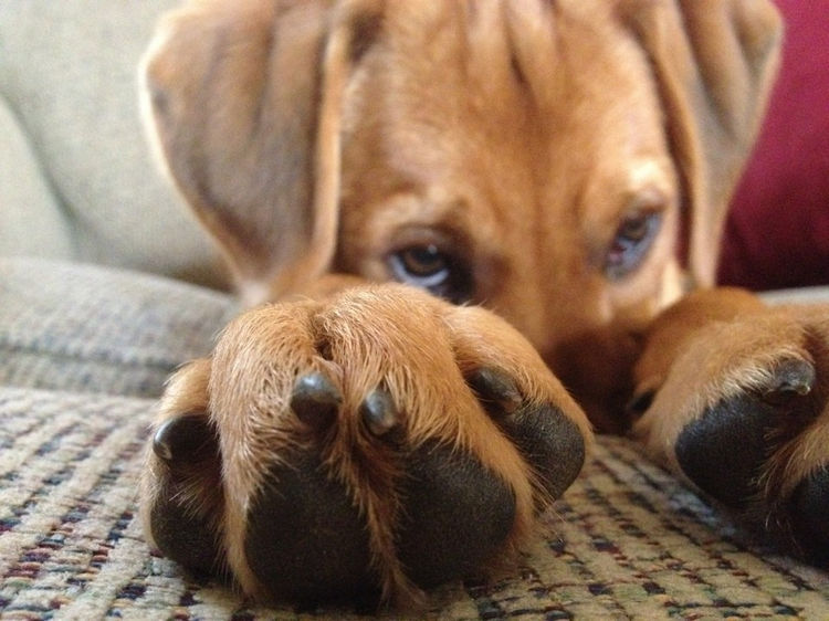 15 Guilty Dogs Who Were Busted! - "It ain