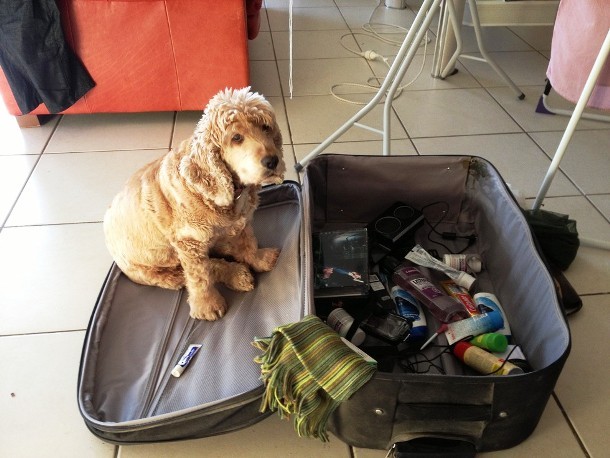 animals who want to work with you