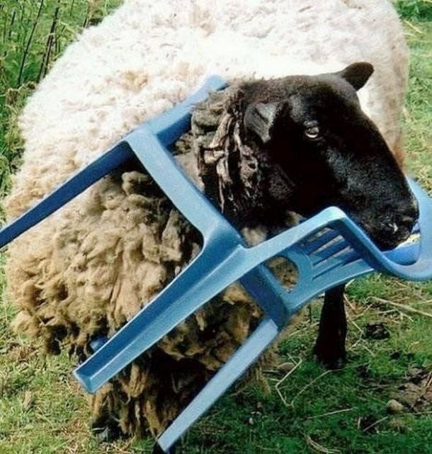 animals stuck in funny places