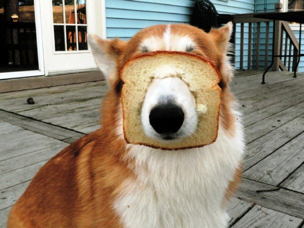 animals stuck in funny places