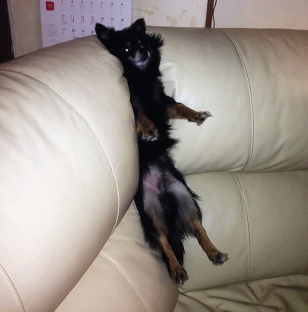 animals stuck in funny places