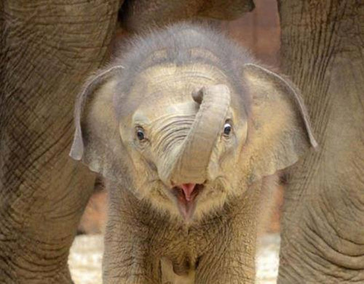 20 Beautiful Images Showing an Animal