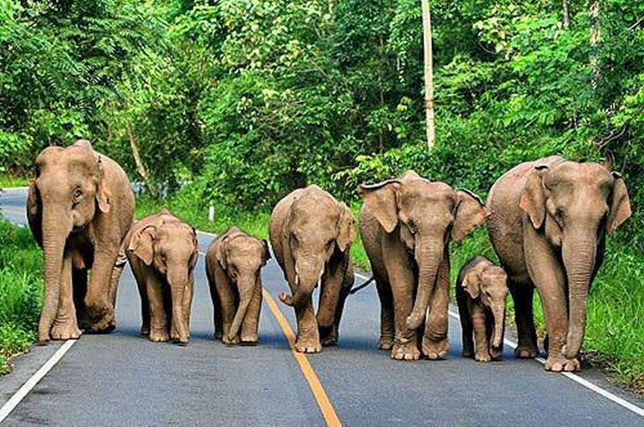 20 Beautiful Images Showing an Animal