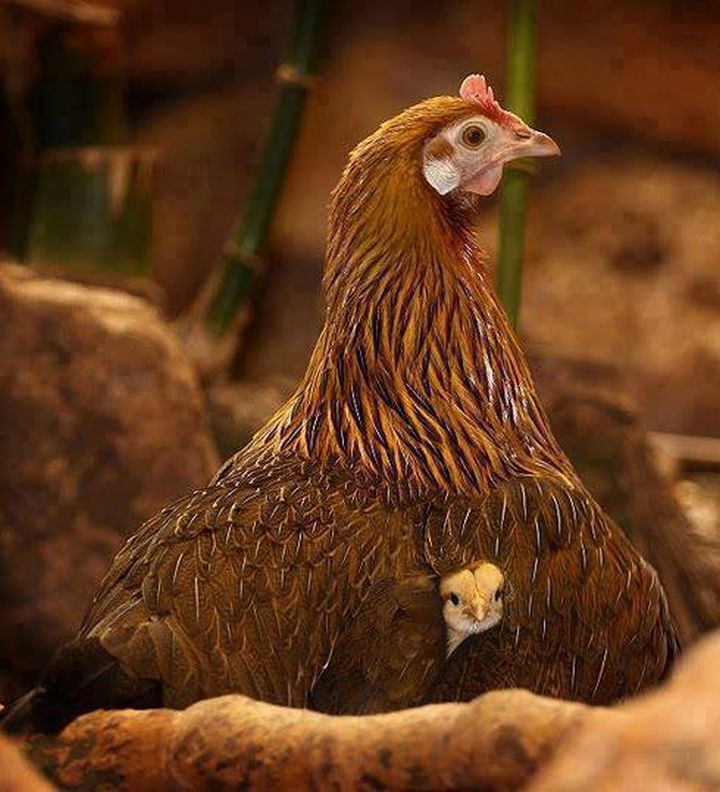 20 Beautiful Images Showing an Animal