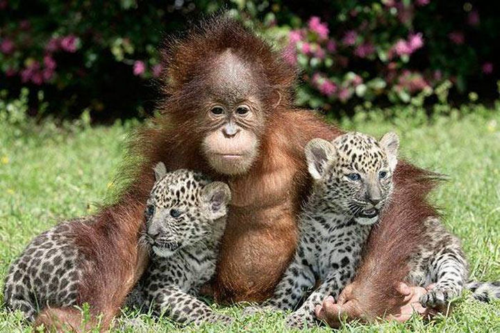 20 Beautiful Images Showing an Animal