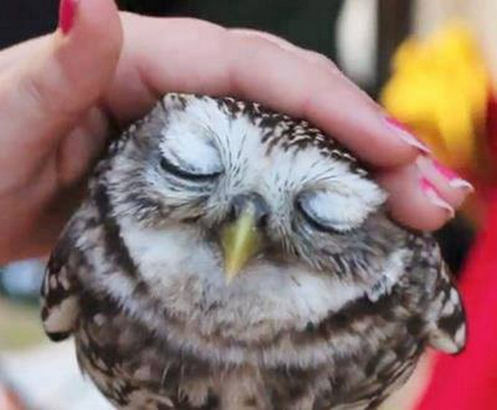 20 Beautiful Images Showing an Animal