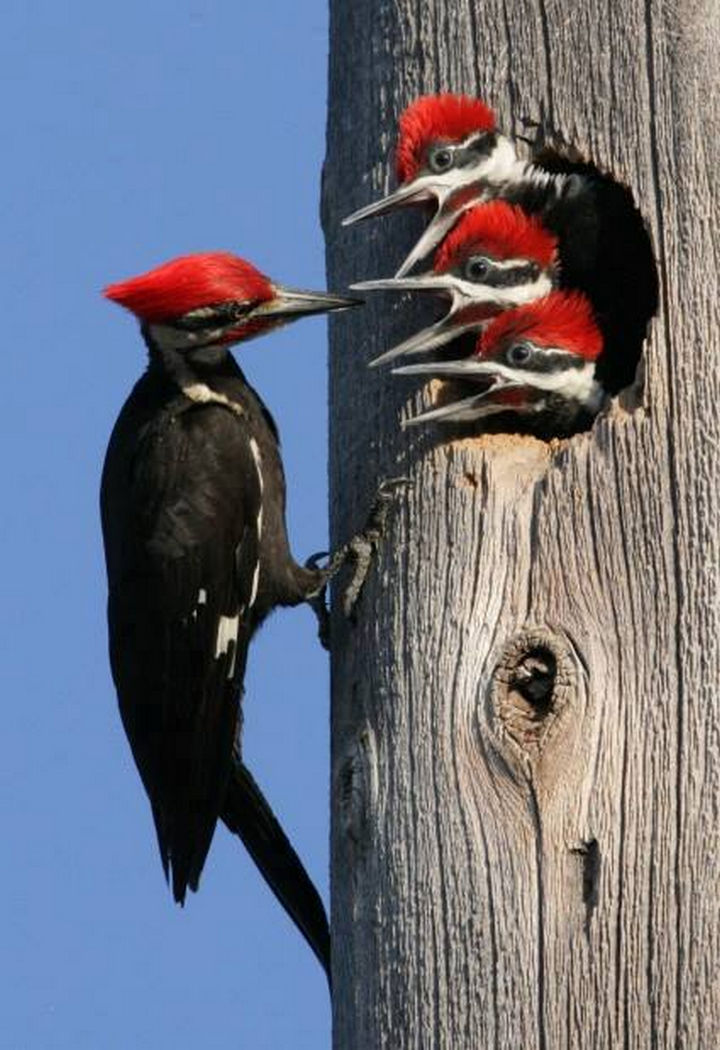 20 Beautiful Images Showing an Animal
