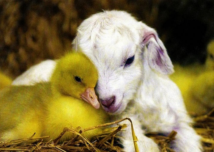 20 Beautiful Images Showing an Animal