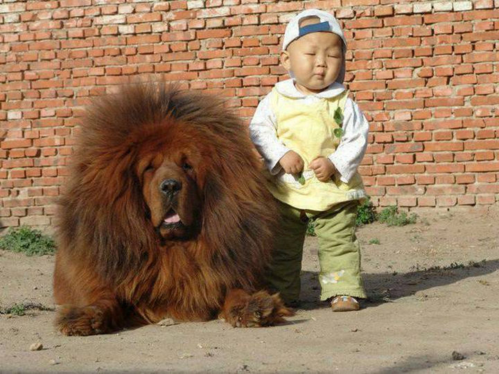 20 Beautiful Images Showing an Animal