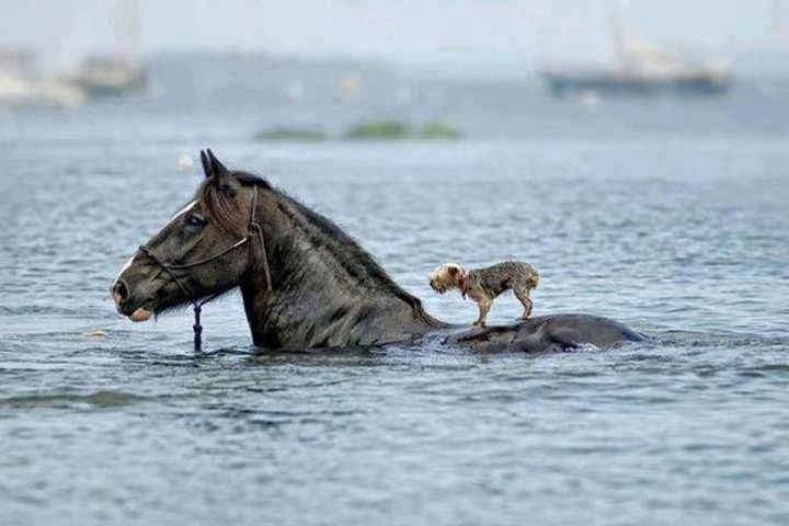 20 Beautiful Images Showing an Animal