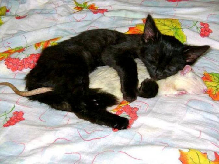 20 Beautiful Images Showing an Animal