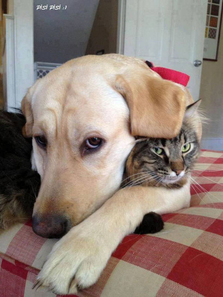 20 Beautiful Images Showing an Animal
