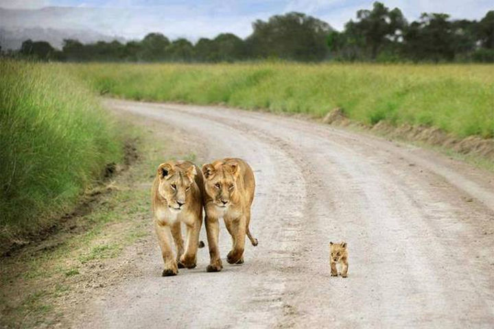 20 Beautiful Images Showing an Animal
