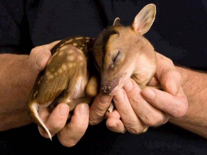20 Beautiful Images Showing an Animal