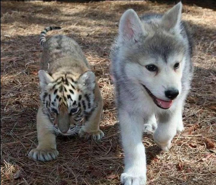 20 Beautiful Images Showing an Animal