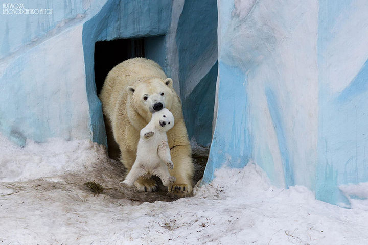 21 Animals and Their Young - Polar bear playing with her cub.