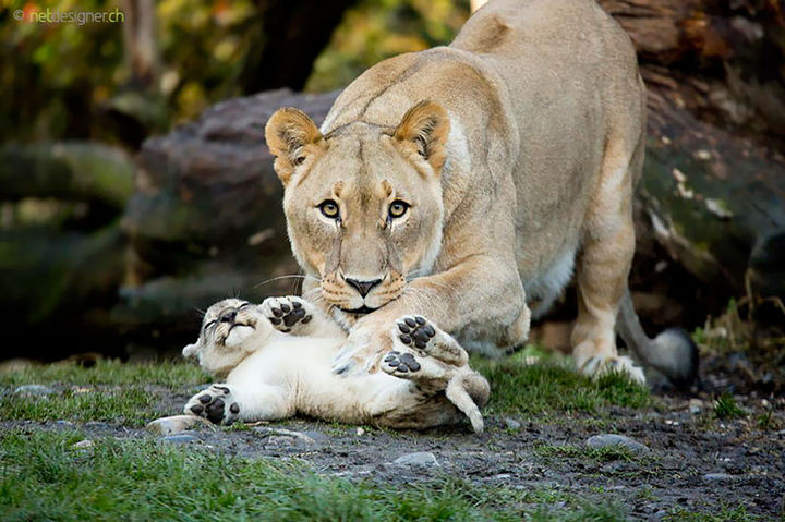 21 Animals and Their Young - A beautiful lioness tickling her smiling cub.