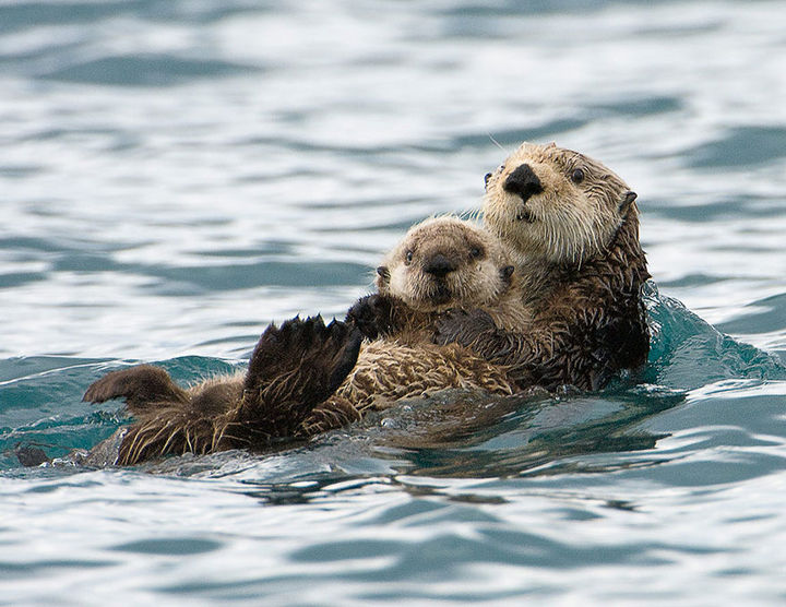 21 Animals and Their Young - Mother sea otter and her adorable baby.