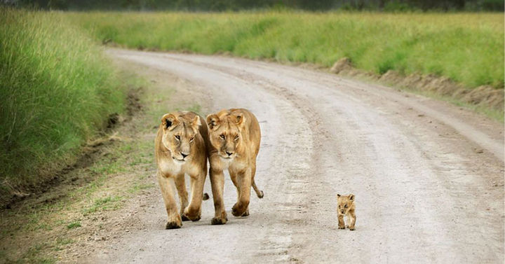 21 Animals and Their Young - Two lionesses watching over an adorable little cub.
