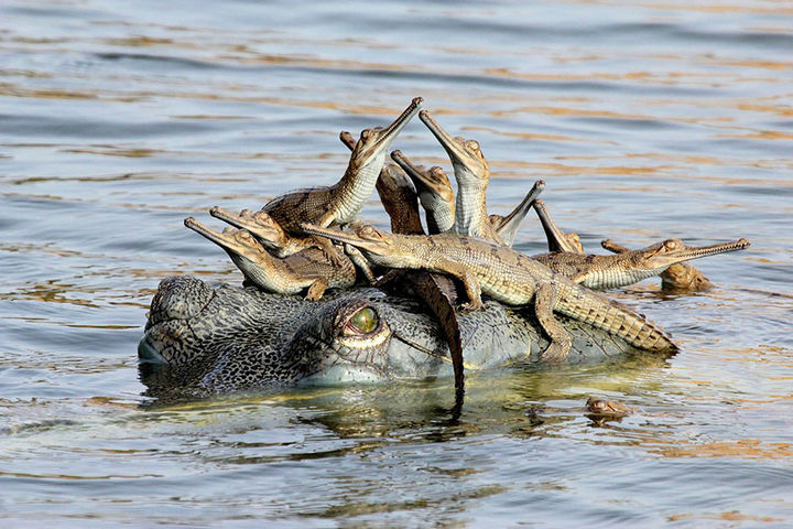 21 Animals and Their Young - Baby alligators spending time with mom.