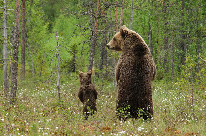 21 Animals and Their Young - A cute bear cub spending the day with his dad.