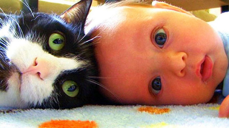 21 Cats Babysitting Babies - "He