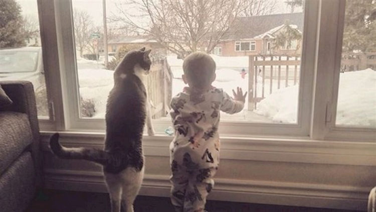 21 Cats Babysitting Babies - "So this is what you call snow. Pretty awesome."